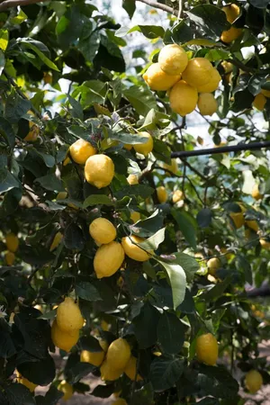 Lemon Garden Tour-14