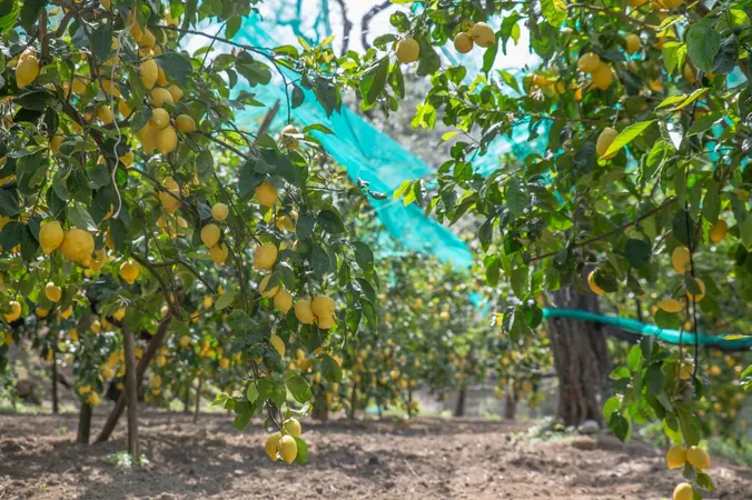 Lemon Garden Tour-16