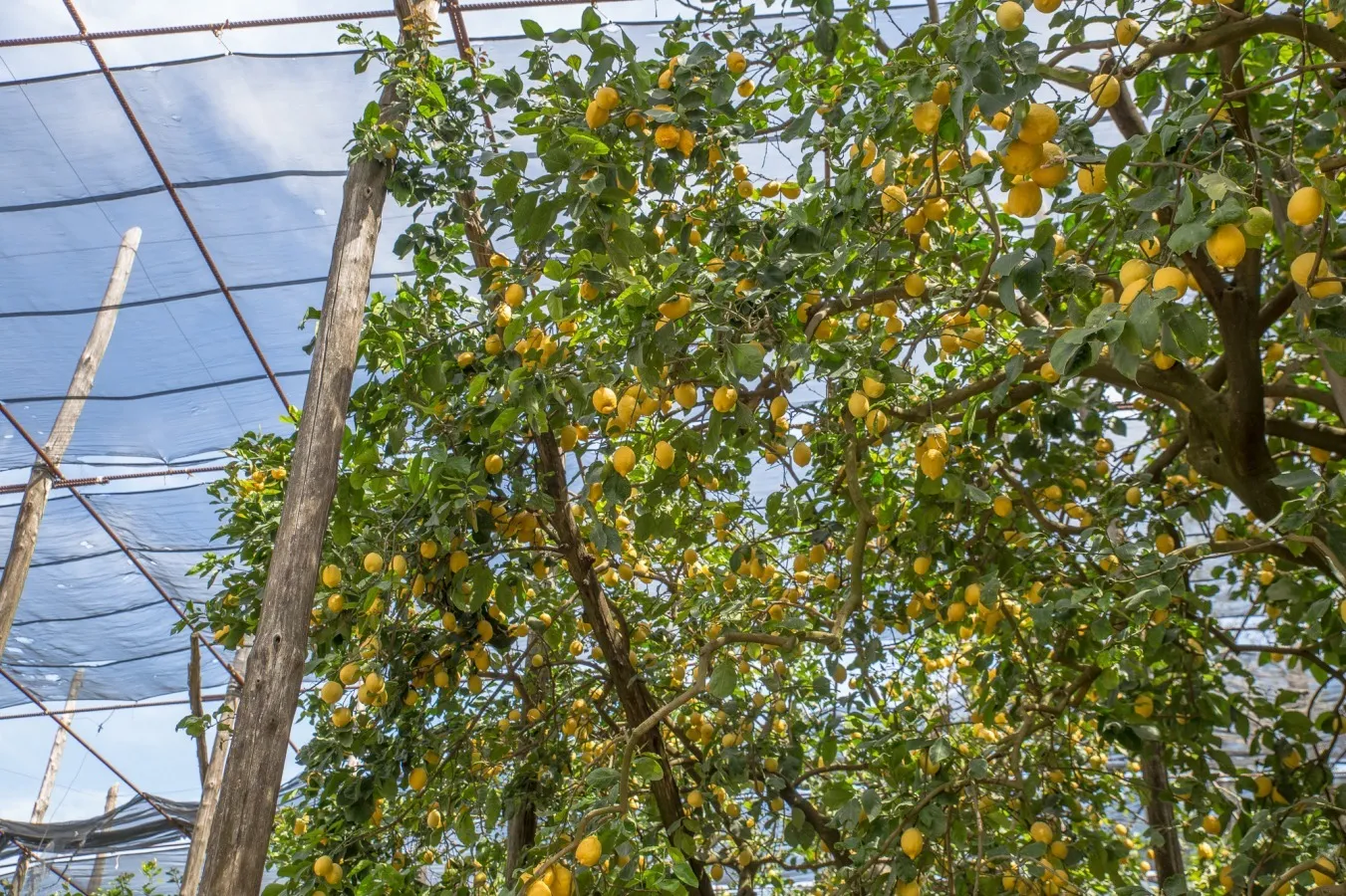 Book your experience and receive a free Lemon Gaerden Tour