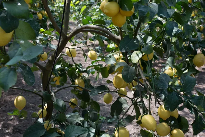 Lemon Garden Tour-15