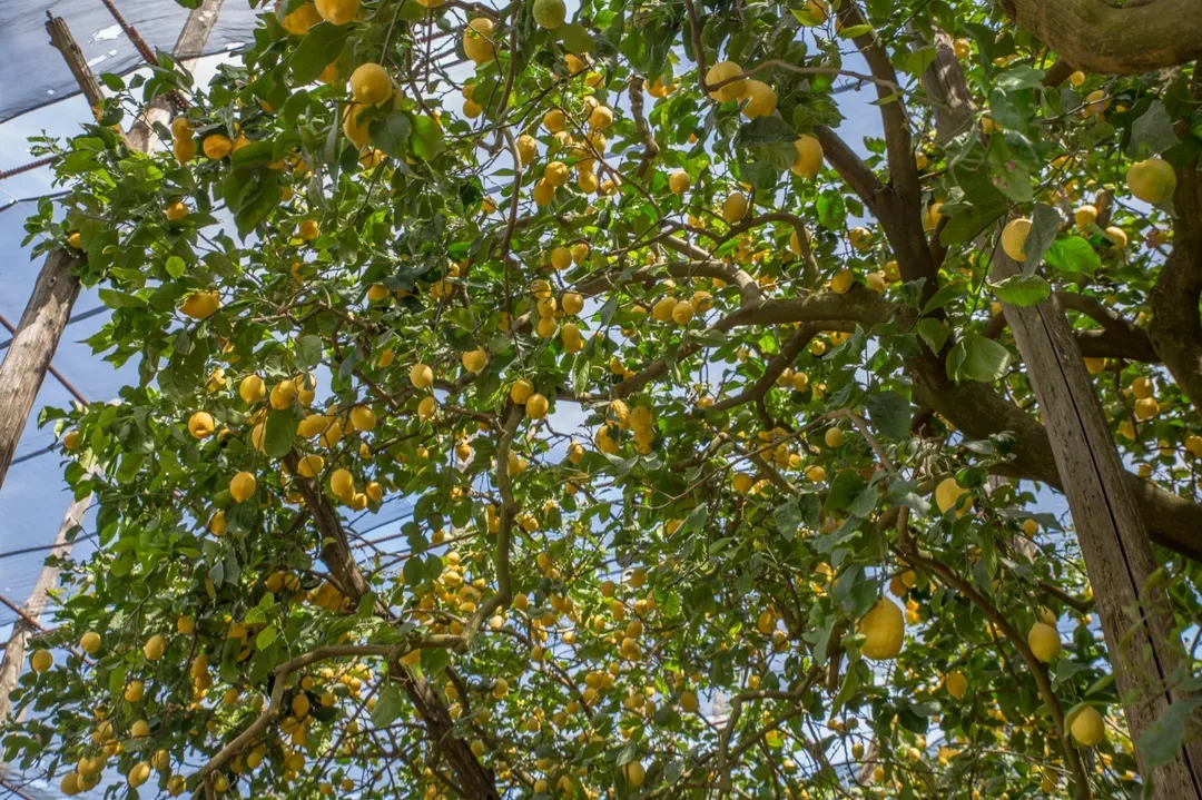 Lemon Garden Tour-11