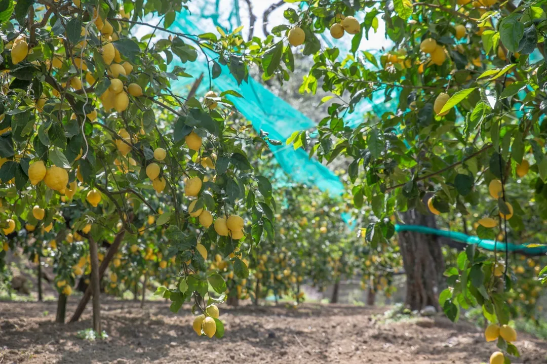 Lemon Garden Tour-16