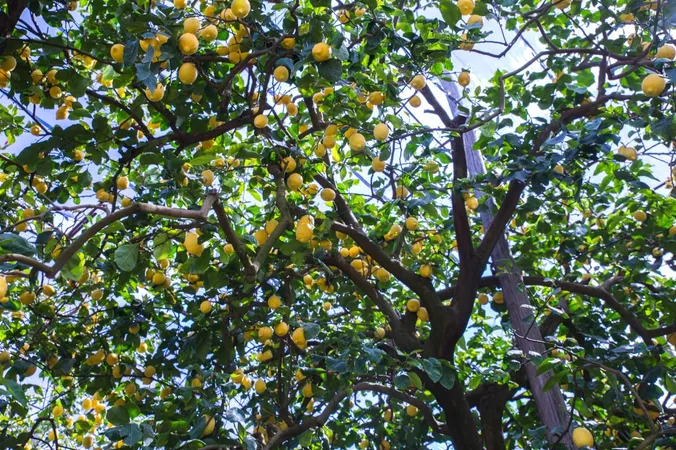 Lemon Garden Tour-13