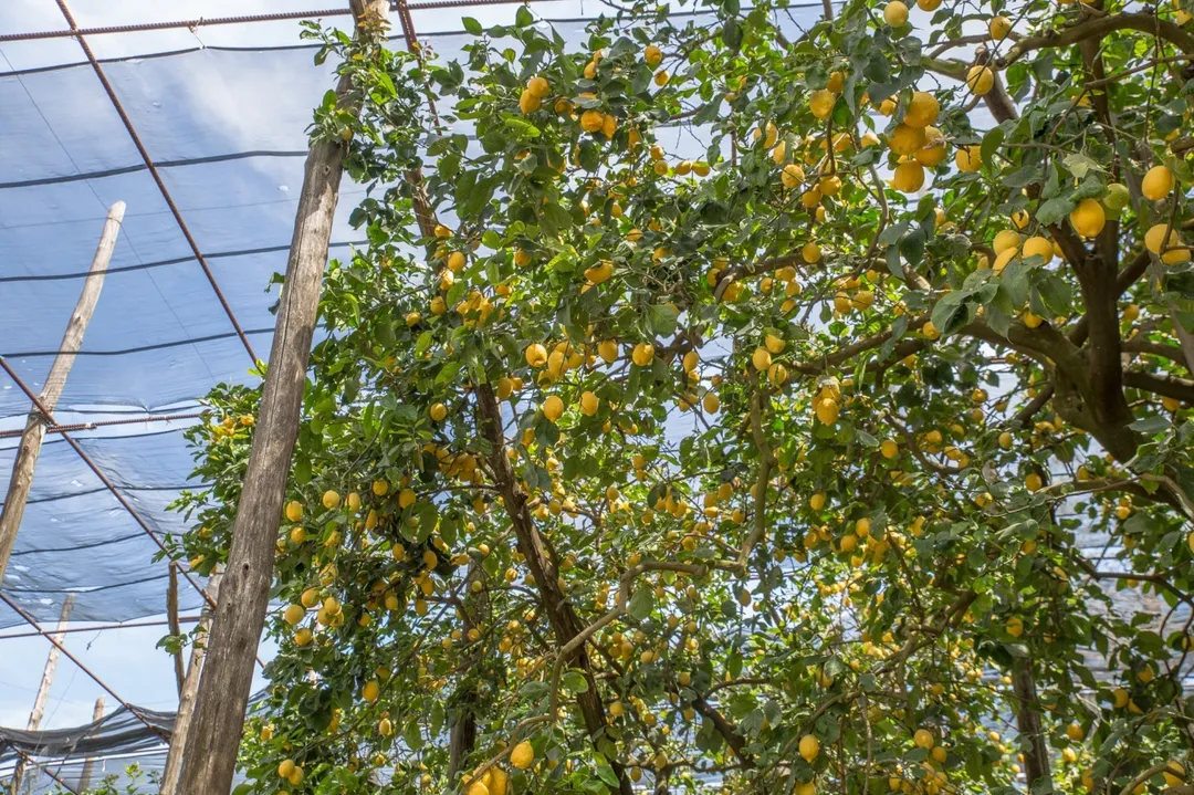 Lemon Garden Tour-12